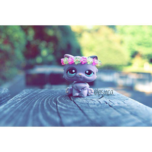 InstaKabukicho's tweet photo. πΈ
β’
Opinions?
β’
[#lps #littlestpetshop #lpsinca #lpsincainstagram #lpsincaig #lpscat #lpsp⦠http://t.co/rN3FKxnamG http://t.co/w8eRlTLllM