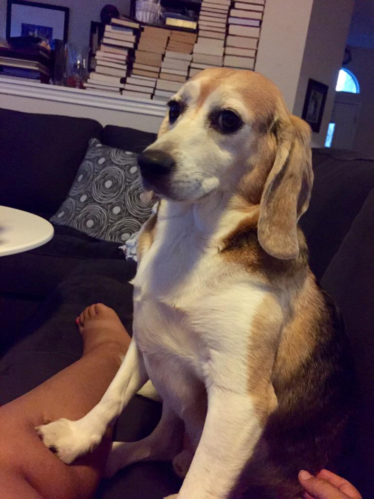 ELVIS_BFP's tweet photo. This is my "I didn't do it; or did I" face. #crueltycutterapp #crueltyfree @beaglefreedom @AKatPalmer http://t.co/87lpifN7lT