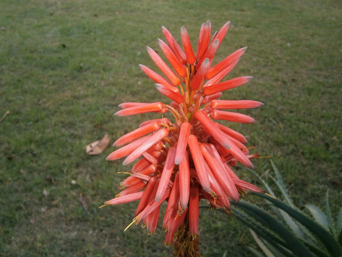 LopezLaila's tweet photo. #red #flower2 http://t.co/4IKGx2tX66