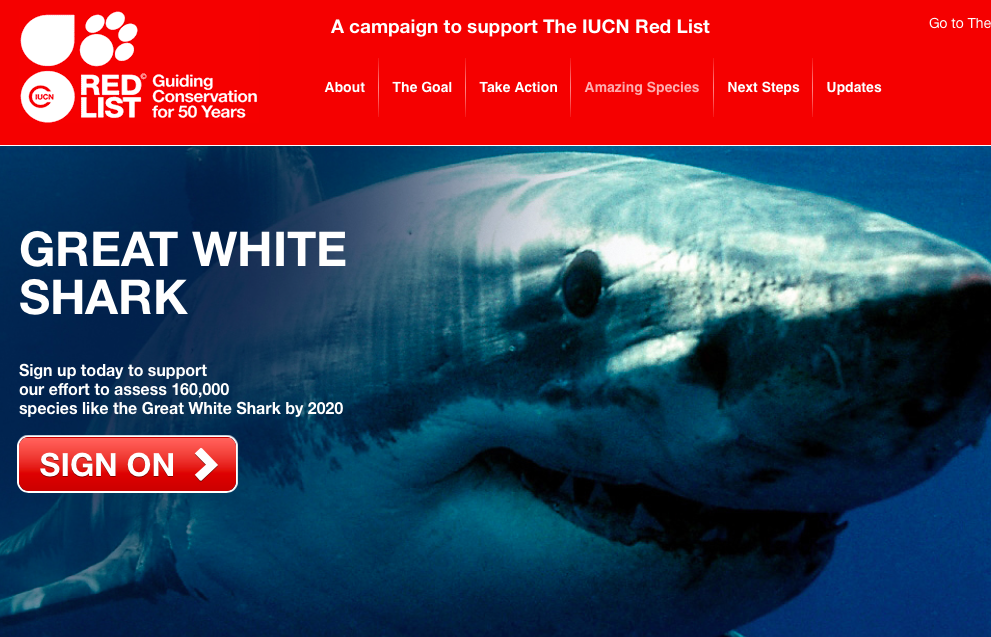 Shark Advocates (@sharkadvocates) on Twitter photo Great Whites still rule #SharkWeek. Learn more about them from the <a href="/IUCNRedList/">IUCN Red List</a> assessment: support.iucnredlist.org/species/great-… Great Whites still rule #SharkWeek. Learn more about them from the <a href="/IUCNRedList/">IUCN Red List</a> assessment: support.iucnredlist.org/species/great-…