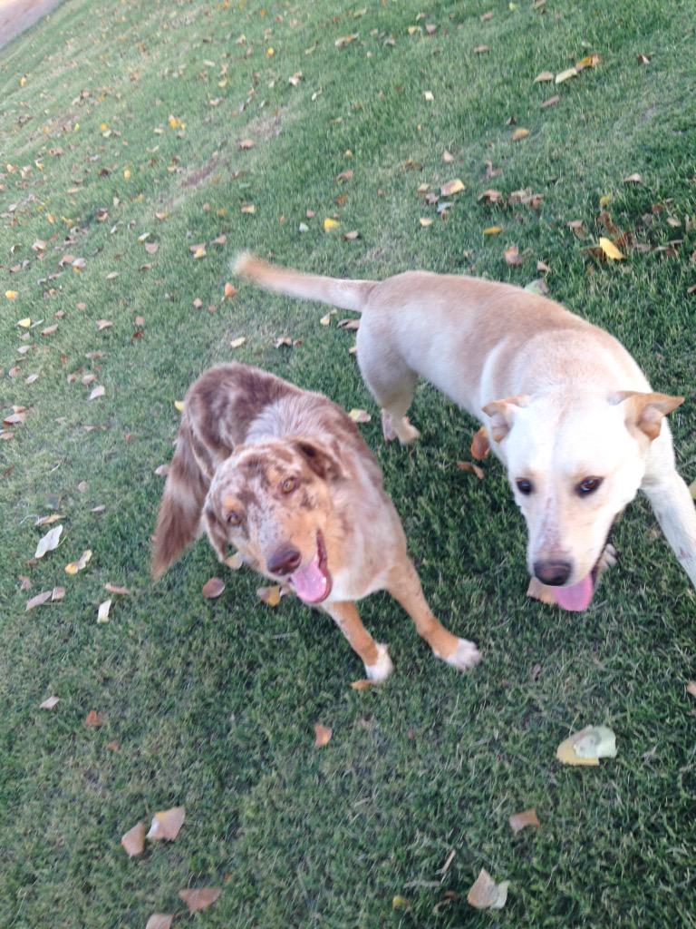 KHumemptewa's tweet image. My dog is so cute 😭😭