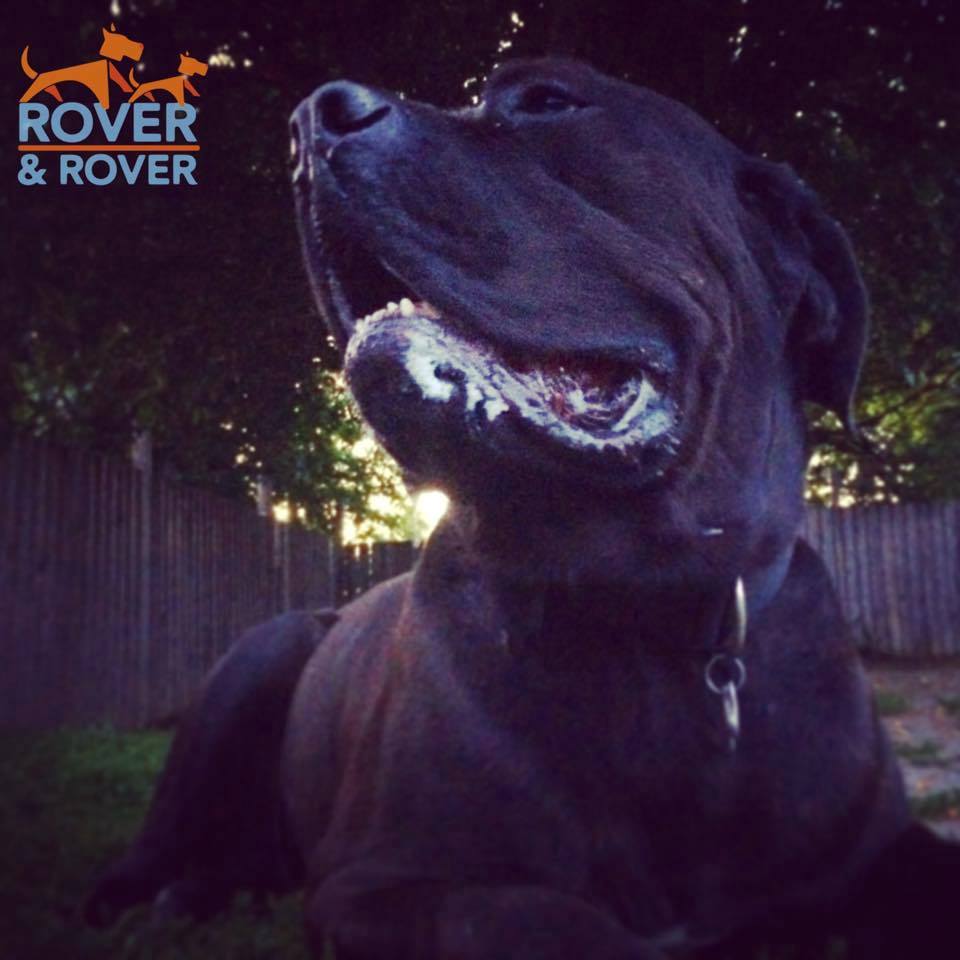 RoverAndRover's tweet image. This is how you wrap up the week! Chillin in the backyard with good friends
#toronto #torontodogs #canecorso