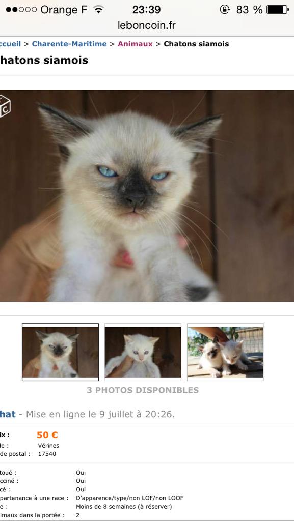 SoleneThib's tweet image. Bref du coup comme je ne peux plus rien faire, je me suis relancée dans ma quête au chat, voici miss boudeuse 😂