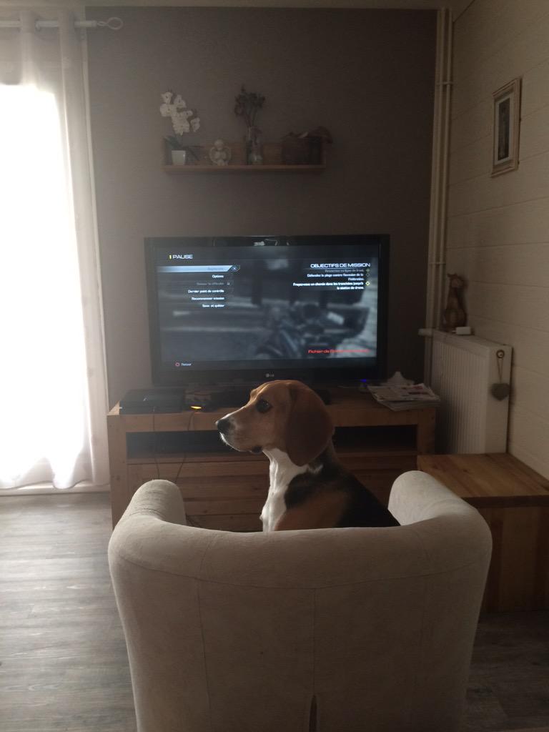 Today, I am just chilling #beagle #lazy #PlayStation #geek