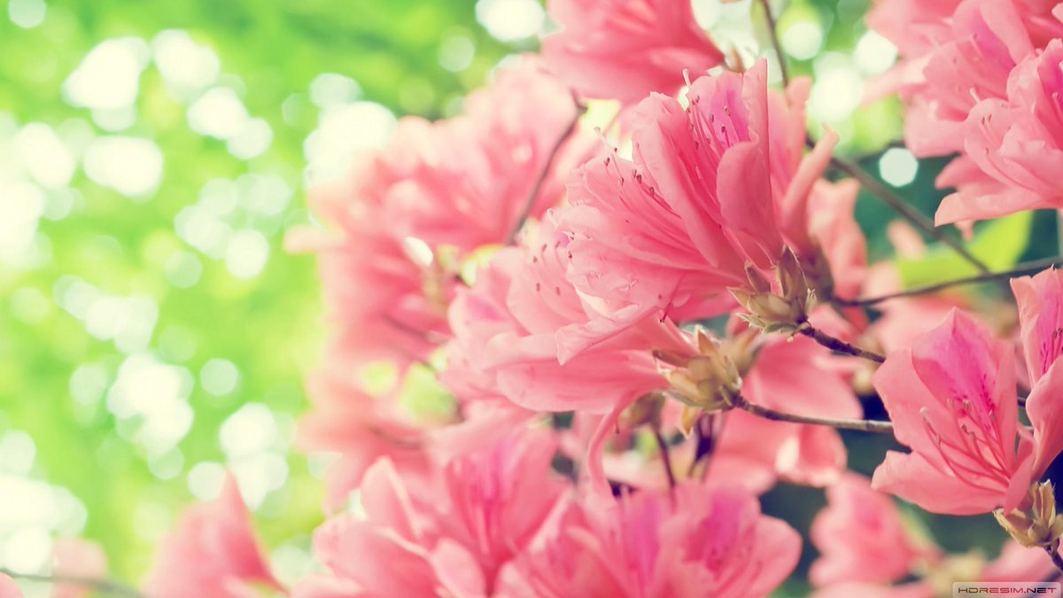 Günün Fotoğrafı/Photo Of The Day
#wallpaper #Bahar #Çiçek #Flowers #Pink #Spring
goo.gl/y3P5Ip