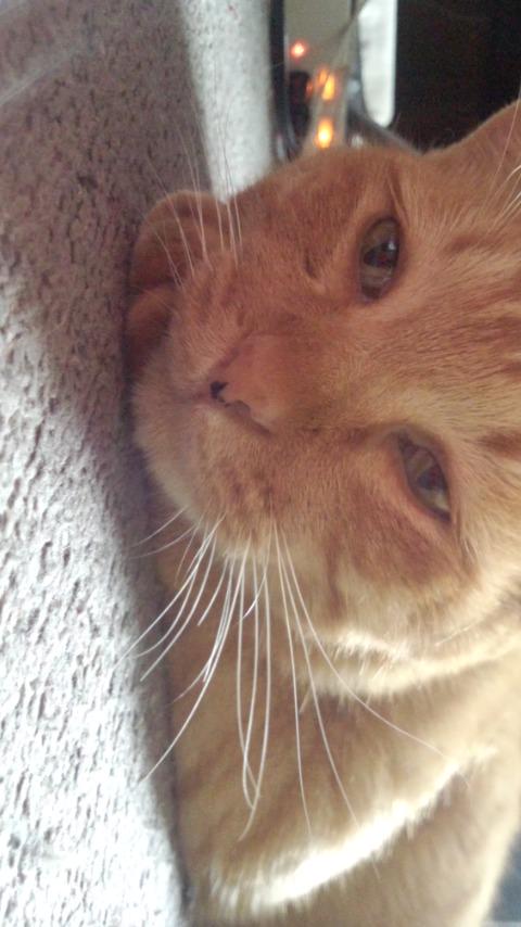 ralkh116's tweet photo. #拡散希望
■ #迷子 #猫 捜しておられます📣■
🌷ココ君🌷
🐱♂去勢済･人懐っこい💞
　茶トラ(薄茶×茶色･縞/尾先曲
　鼻にホクロ
📛黄緑首輪

📍飼主様@a8_coco

 🔴 #目撃情報求

#大阪府 #和泉市 #迷い猫 
http://t.co/oNd50dQifD