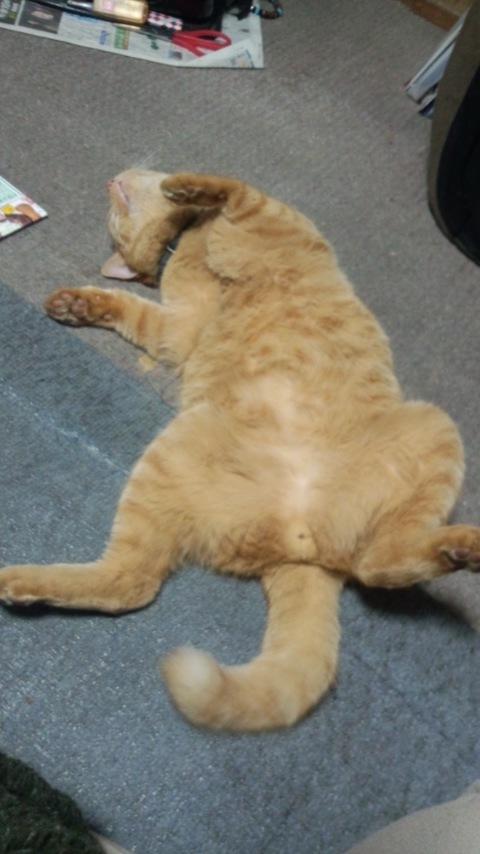 ralkh116's tweet photo. #拡散希望
■ #迷子 #猫 捜しておられます📣■
🌷ココ君🌷
🐱♂去勢済･人懐っこい💞
　茶トラ(薄茶×茶色･縞/尾先曲
　鼻にホクロ
📛黄緑首輪

📍飼主様@a8_coco

 🔴 #目撃情報求

#大阪府 #和泉市 #迷い猫 
http://t.co/oNd50dQifD