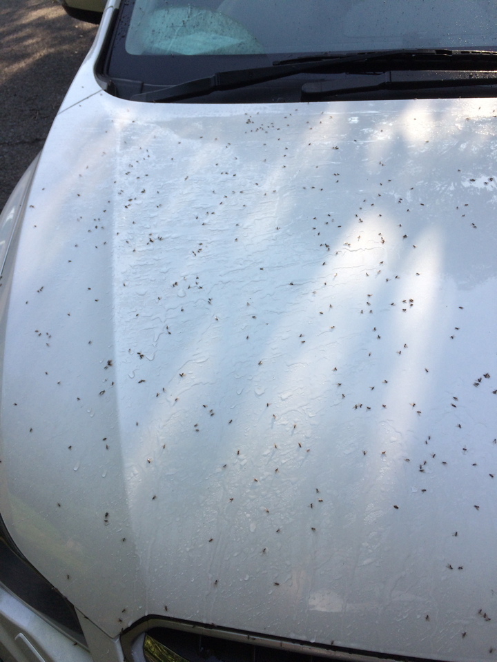赤 今日の修羅場 朝起きて車見たら羽アリが大量にへばりついてた 泣いた Http T Co Gbfjhpeek9