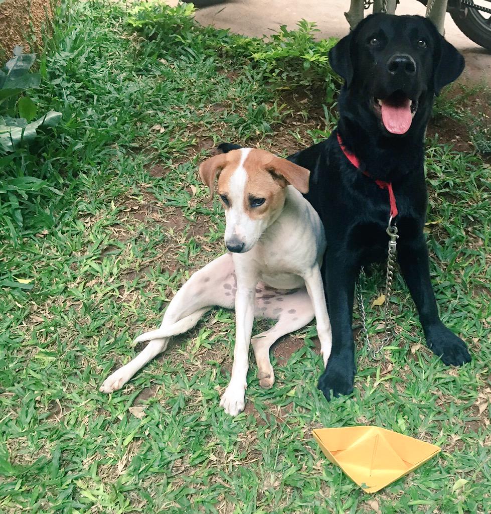 HectorBowWow's tweet image. The lack of opposable thumbs has not come between us and #FloatABoat. It's *that* easy. See?