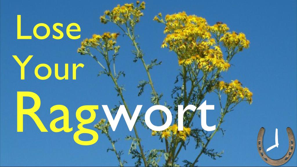 It's spreading! This weekend #LoseYourRagwort #HorseHour