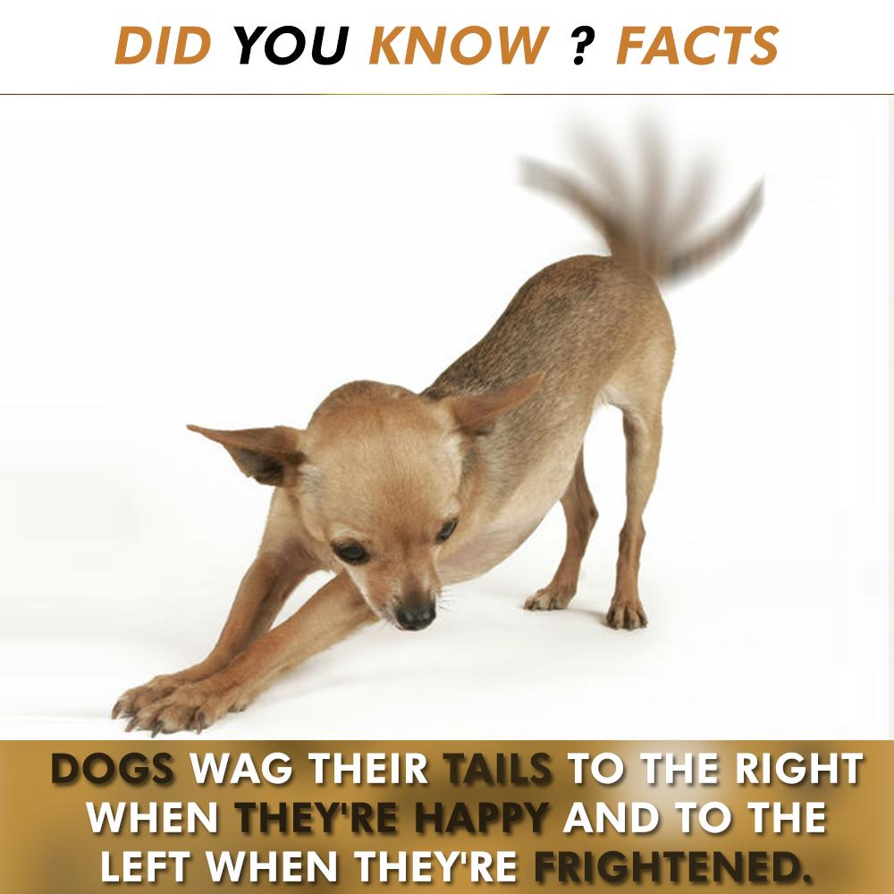 blend_crew's tweet photo. You should really check out these amazing facts..
DID YOU KNOW #FACTS ? http://t.co/y5dDjcMkFn