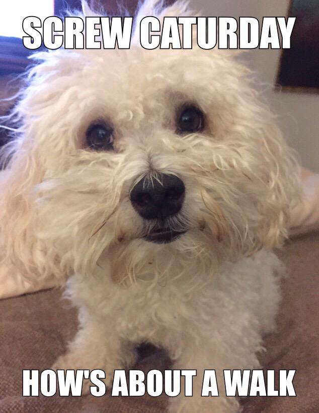 sherilynch's tweet photo. “@heartdixstore: @sherilynch And what about Sam the dog? How is he surviving without you?” He's not happy #rvcrazy http://t.co/zijKI2xrRW