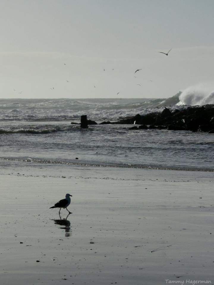 Prodive Plett tweet media