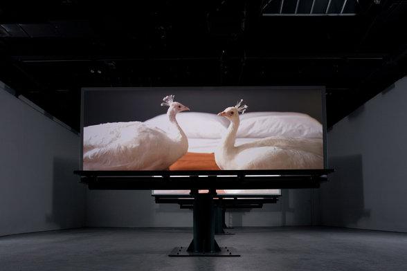 ArtRabbit's tweet photo. Civilisation raises hopes - civilisation is terrifying. #DougAitken @SCHIRN #Frankfurt http://t.co/726pJk2RVT http://t.co/gxUopE1EGg