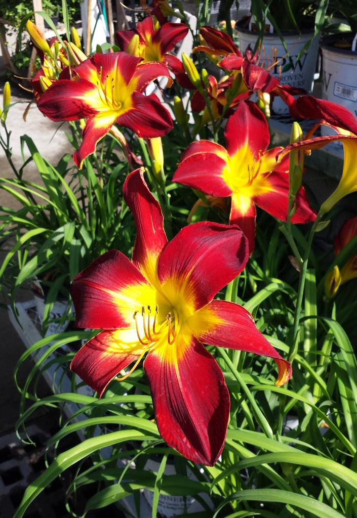 Our Daylillies are a dandy addition to any garden, find them <a href="/HomeDepot/">The Home Depot</a> <a href="/ChristineTHD/">Christine Sweeney</a> <a href="/nyyroro/">Ro Rodriguez</a> <a href="/KriistineL/">Kristine Lonergan</a>