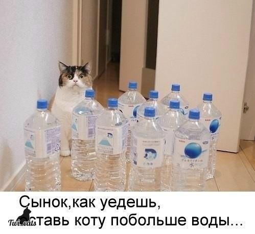 twi_cats's tweet photo. http://t.co/O3185pTCNE