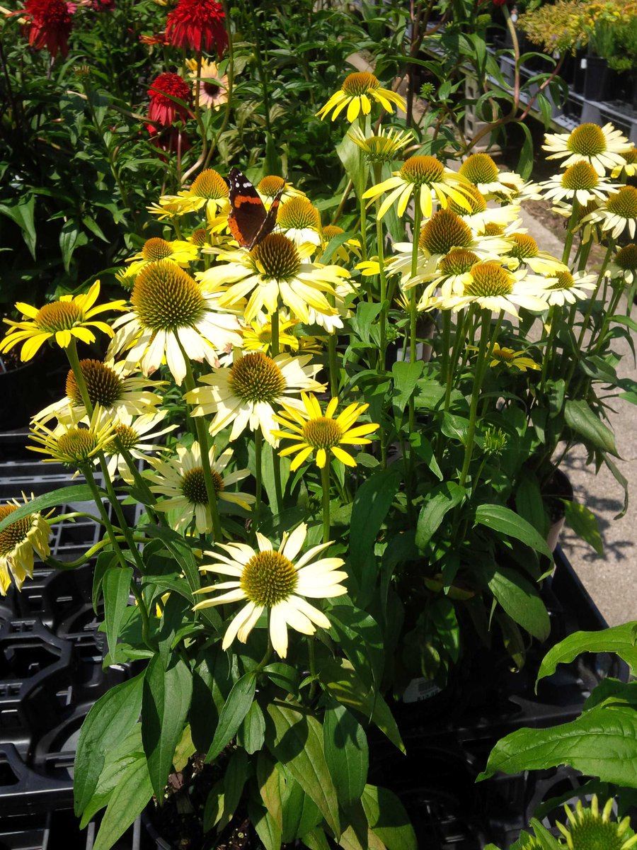 Did you know butterflies love #echinacea  common name #Coneflower