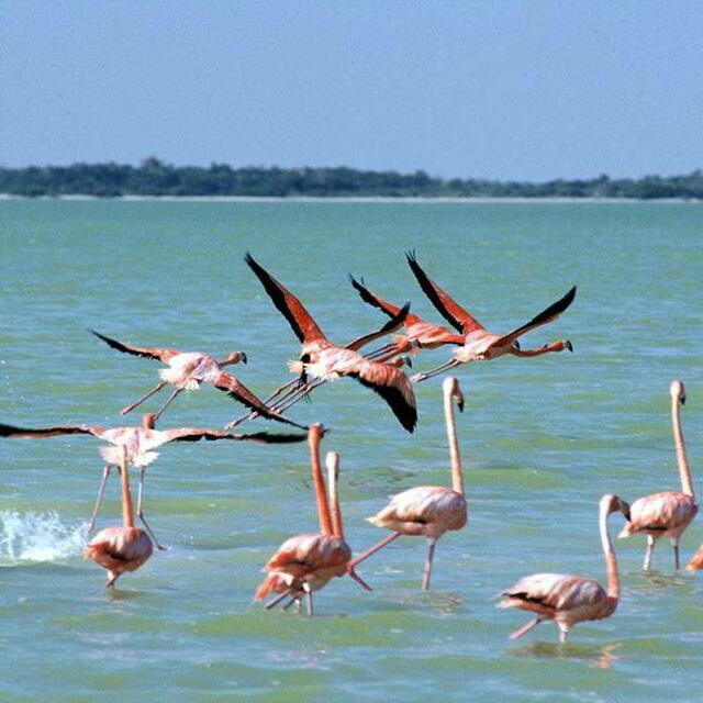 holboxtrips's tweet photo. Próximamente... Coming soon... Tips Trips &amp; Transfers #Holbox #Cancun #Mexico http://t.co/GzpnzzbeTi