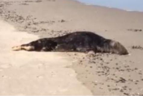 Ostende: un phoque échoué sur la plage bit.ly/1TrVqVY