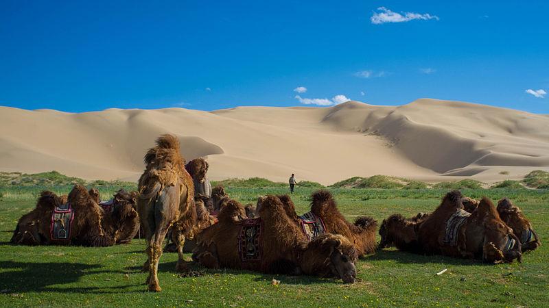 Tripatini's tweet photo. Happy #Mongolia Day! Naadam Festival + other amazing sites/experiences http://t.co/cEsy9w45jG. #ttot @Traveltomongol http://t.co/B7dITR61uF