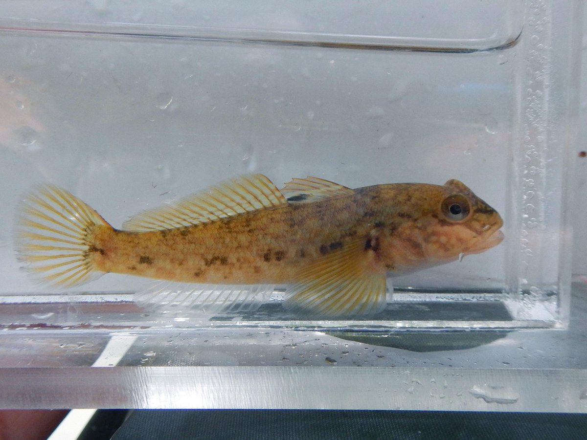 Legacy of dams/introductions in headwater streams; one site &amp; some of these fishes don't (historically) belong.