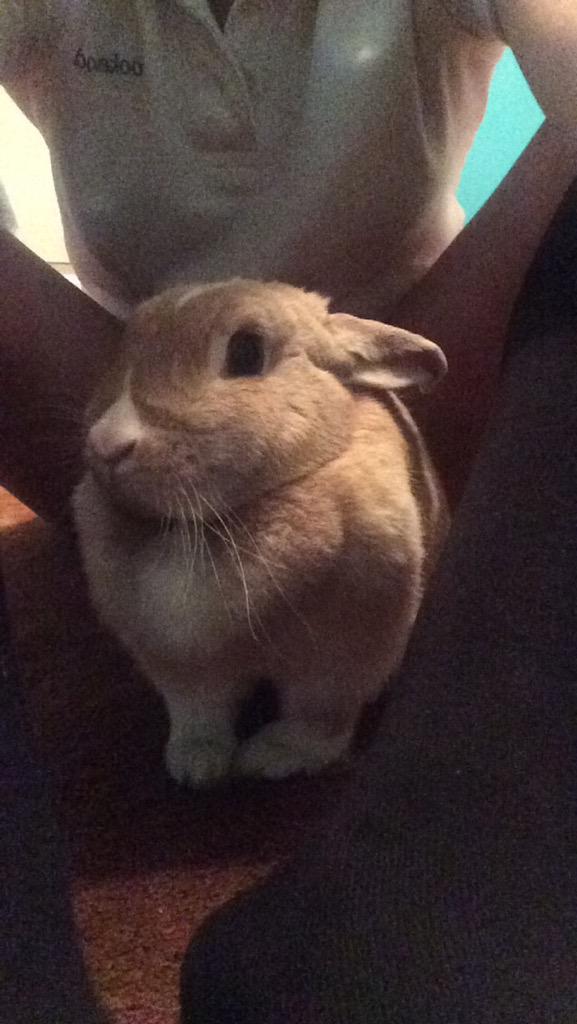 OthersLikeTank's tweet image. Nala wasn't wanted by her owners after givin birth to babies! they just threw her out into the wild! #OthersLikeTank