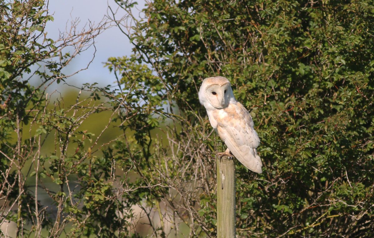 Markthebirder's tweet image. ... &amp;amp; Barn Owls #Filey Dams @YorksWildlife @Natures_Voice @OfficialFiley @VisitYNT @wildlife_uk @wildlifeimages