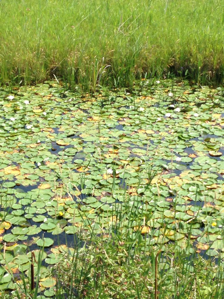 MitchLovely23's tweet photo. Pond lily galore #pondlilys  #fragrantwhitewaterlily #nymphaeaodorata #yellowpondlily #nupharlutea #tinymarsh http://t.co/ubQJjONdVT