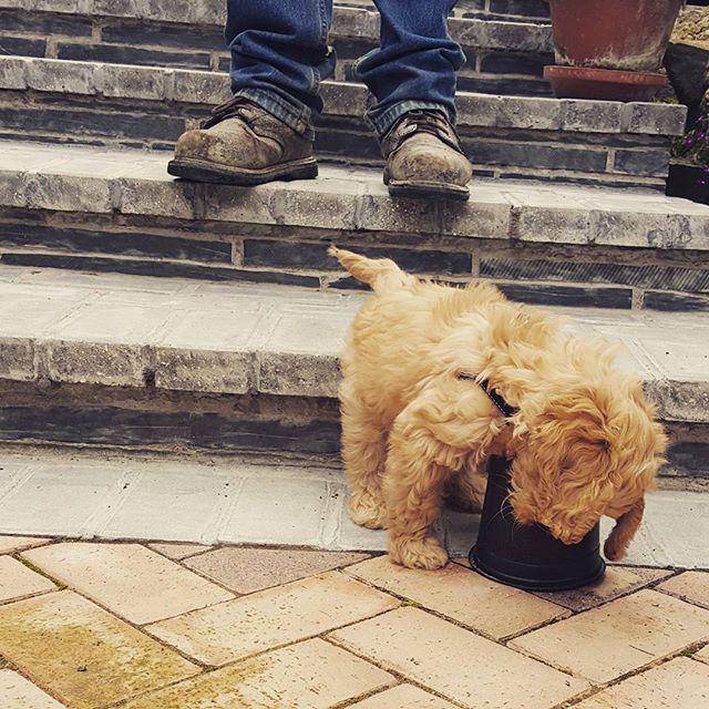 Barley found another plant pot... #barleypup #puppy #puppylove #cute #puppies #puppiesofin… ift.tt/1LY5wvD