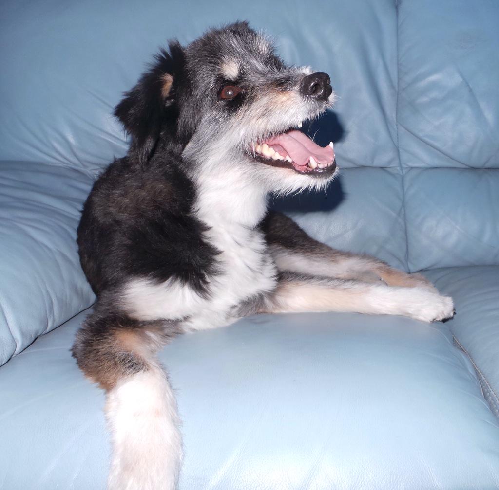 Angelthefurball's tweet photo. Happy Weekend Pals http://t.co/o8t3vrcbIT