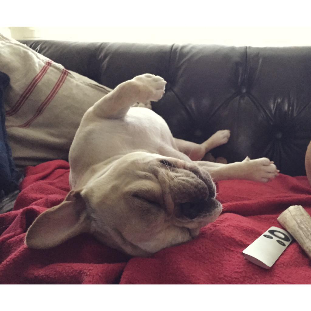 BanjoFrenchie's tweet image. What happened last night? I can't move my legs #woof #frenchieproblems #frenchiesofinstagram instagram.com/p/5AOKkaDz-T/