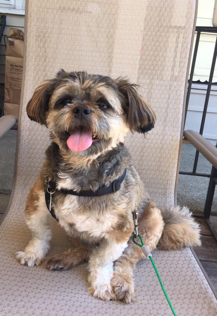 RileyClancy's tweet photo. Sitting outside in the fresh summer air. #dogslife http://t.co/LWG9eAHi57