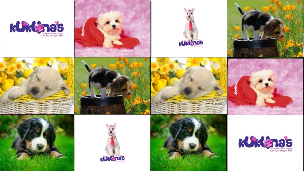 Kukuna's Pets tweet media