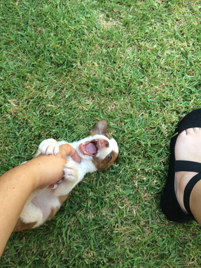 Was playing with my cousin's puppy and it looks like she is laughing lol #toocute