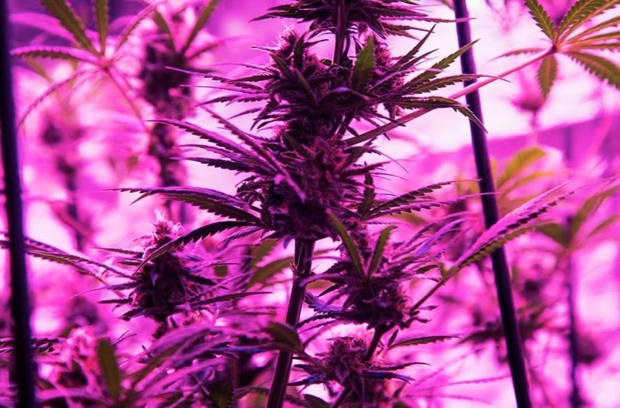 VICE's tweet photo. Why are your dreams so intense after you stop smoking weed? http://t.co/tlJZRwImfv http://t.co/pwZs0dlm9X