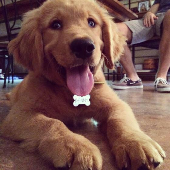 Puppaylover's tweet photo. Benny http://t.co/7R2IgNiDTB