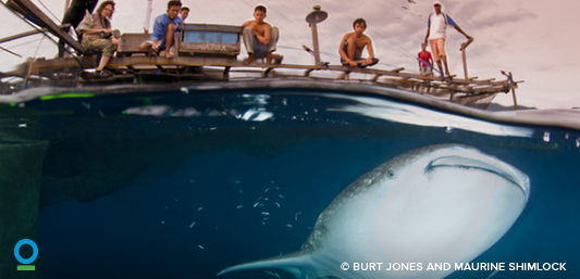 OceanChampions's tweet photo. RT @ConservationOrg: A look at a shark sanctuary bigger than Denmark in Indonesia http://t.co/iGBcfs9rGu  http://t.co/vI01SM8yqW