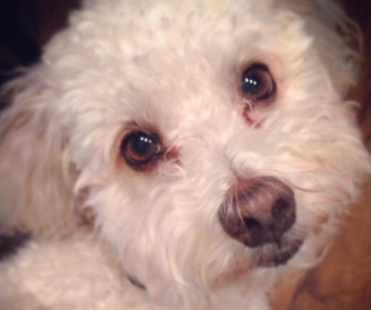 sherilynch's tweet photo. so close to home that I can feel my dog's needy stare burning thru the metal on this RV #rvcrazy http://t.co/2gPJy82hxO