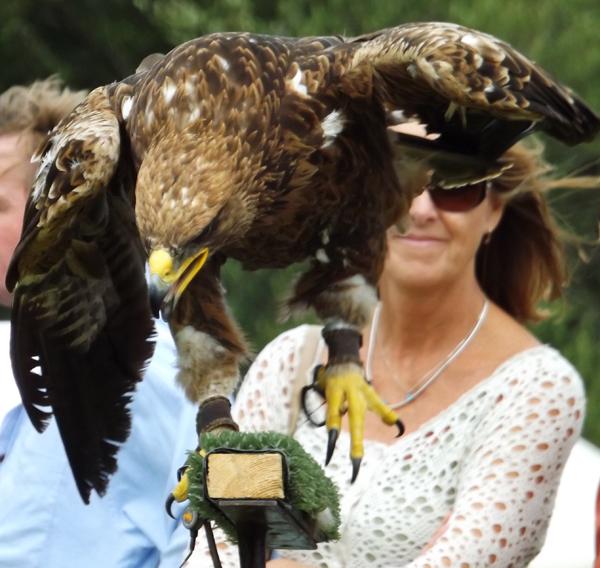 Darren Naish On Twitter Some Of The Raptors I Saw And