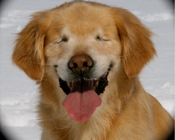 GoldenDogs_'s tweet image. #GoldenRetriever #GoldenDogs