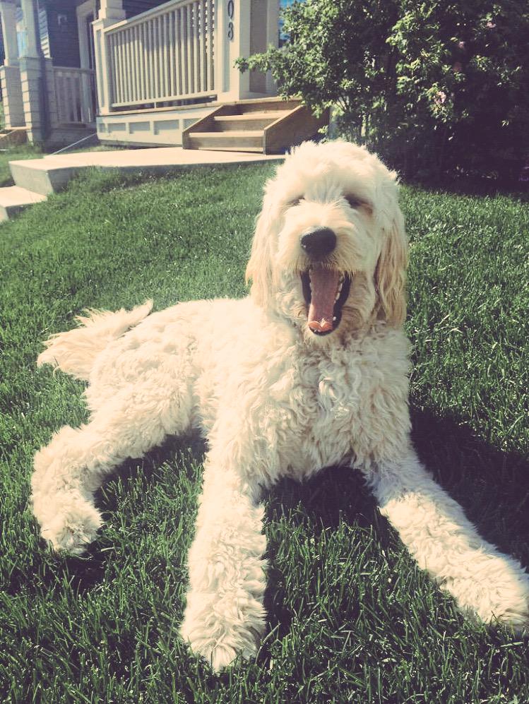Shoutout to <a href="/ParkertheGoodle/">Parker and Puck</a> for being an adorable doodle. We love all of your pics of you having a blast.#Follow