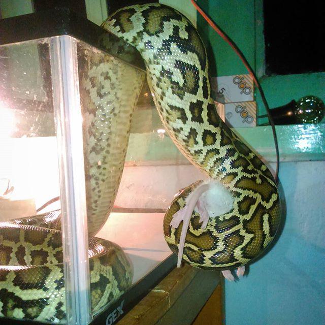reptiles's tweet photo. #Reptiles: RT @ysf_wicaksono: Molurus yg pengen jadi GTP :-D #python #molurus #pythonmolurusbivittatus #molu #sanca… http://t.co/kMDrgIB0PS