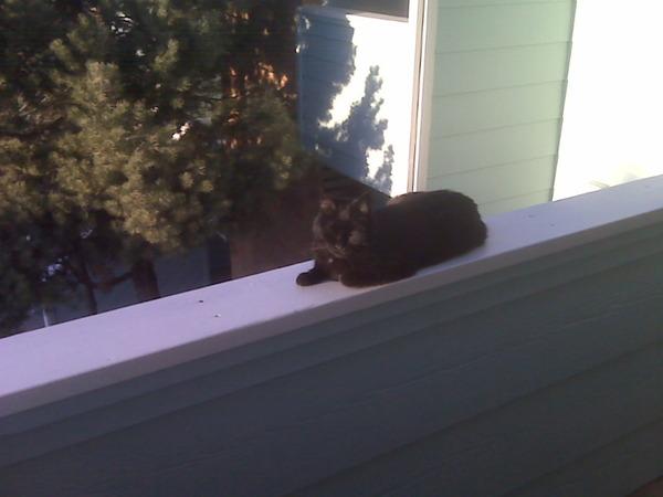 OnlyInBoulder's tweet photo. Just heard it's #AllAmericanPetPhotoDay
So here's a pic of my...
#BlackCat #BlackCats #BlackCatsRock
#BoulderHumane http://t.co/5mGipWkTqA