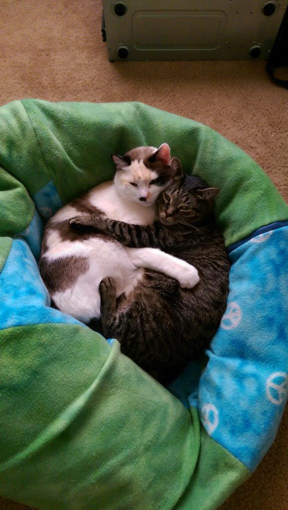 TBKzord's tweet photo. Are we still doing this? @AnnaProsser @GillyweedSC2 #MaCats #CuteOverload http://t.co/YvKfkcW0O1