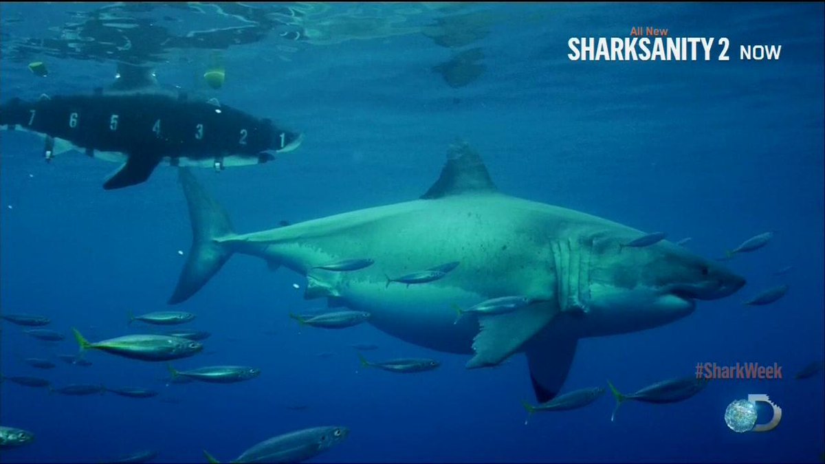 What Are the Biggest Great White Sharks Ever What Are the Biggest Great White Sharks Ever