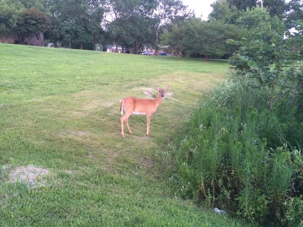 RickDifani's tweet photo. This doe was following me around tonight! #citydeer #bringyourboyfriendaroundthisdeerseason http://t.co/gQJ2HKJAdT