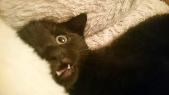 cat_reactions's tweet photo. when you finally meet your Twitter crush but she's ugly in person http://t.co/MMQhWOHyaZ