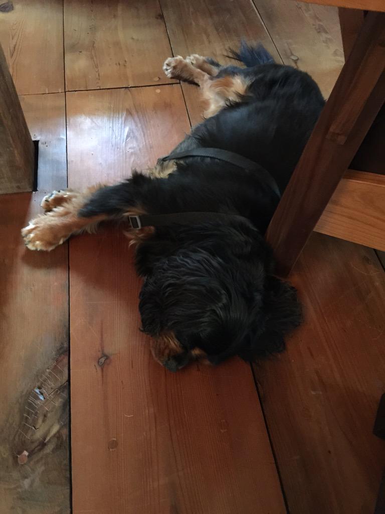 Henrymybuddy's tweet photo. It's been a RUFF day with these two!  Here and there and everywhere...  I'm exhausted. http://t.co/lUAsL4FINe