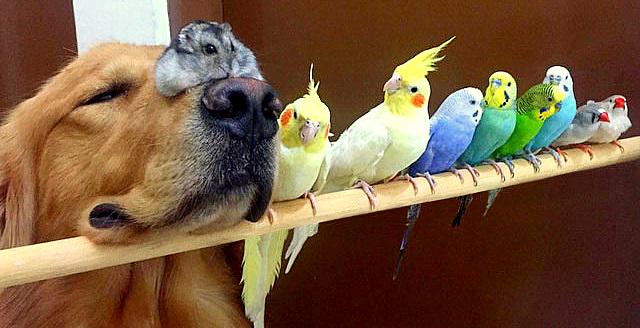 Golden Retriever Is BFFs with Eight Birds and a Hamster vytm.in/ST1c6w