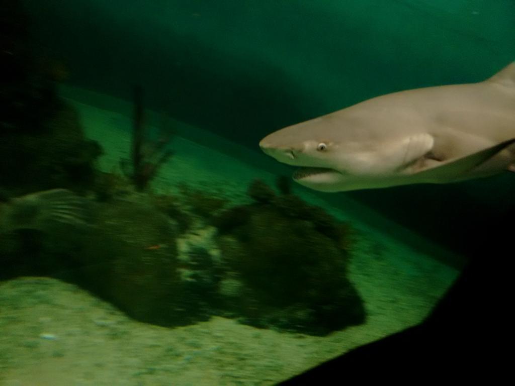 ChanguitoCh's tweet photo. Preparando el #ChallengeTravel #swimWhitShark 😎 http://t.co/wDxoFsU9sM